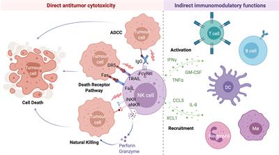 Frontiers | Making A Killer: Selecting The Optimal Natural Killer Cells ...